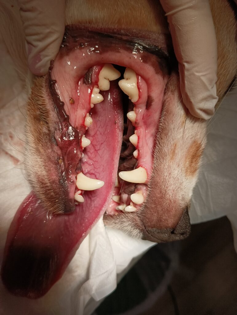 cirugía dientes perro