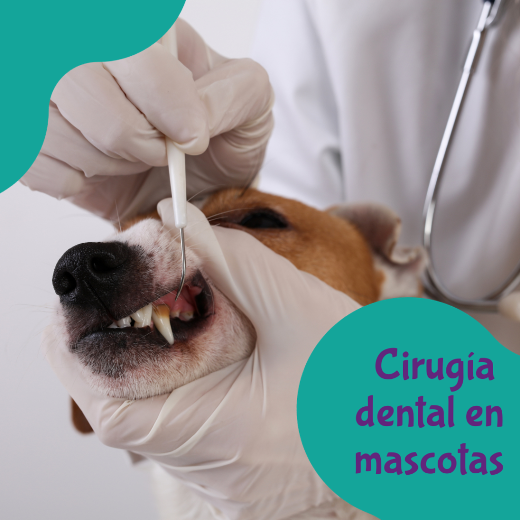 cirugía dental en mascotas