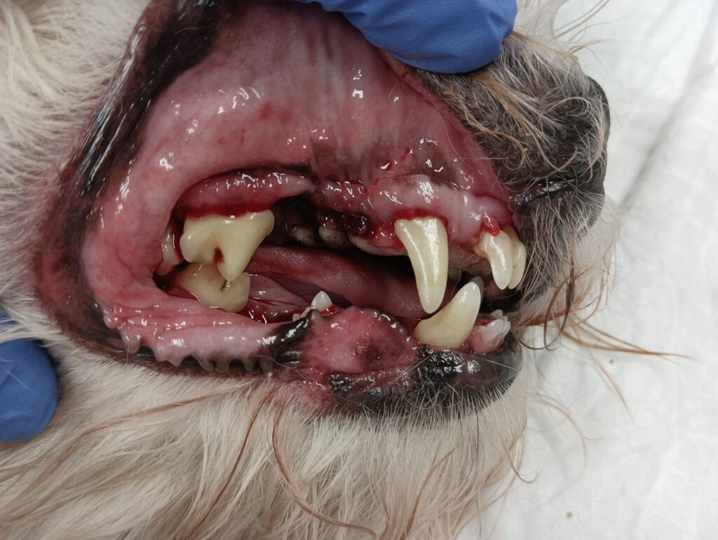 cirugía dental caninos
