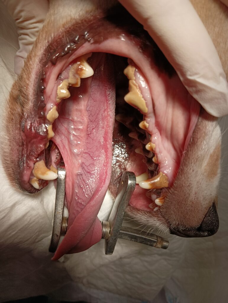 cirugia dental perro