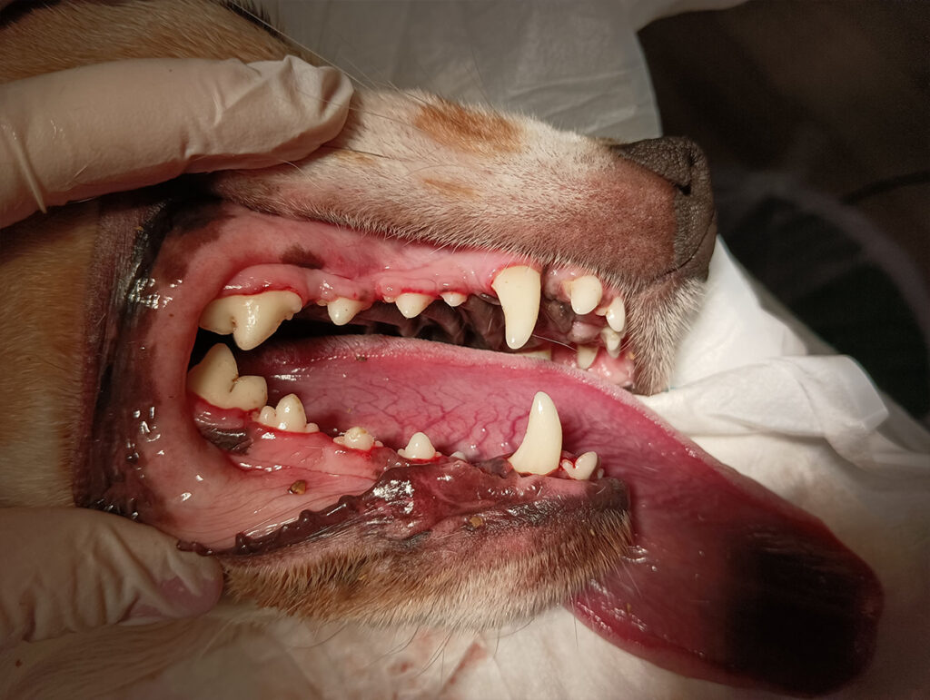 dentadura perro